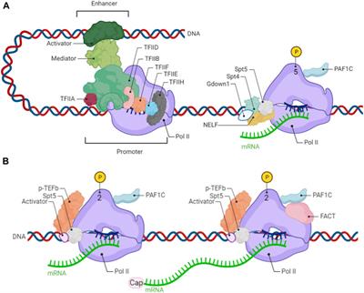 Frontiers The Regulation Of Transcription Elongation In Embryonic